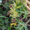 Imagem de Ophrys scolopax subsp. apiformis (Desf.) Maire & Weiller