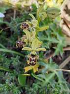 Image de Ophrys scolopax subsp. apiformis (Desf.) Maire & Weiller