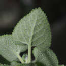 Salvia aspera M. Martens & Galeotti resmi