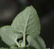 Image of Salvia aspera M. Martens & Galeotti