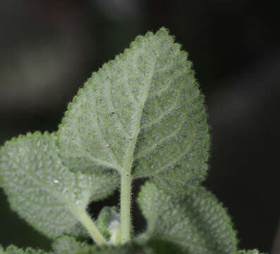 Salvia aspera M. Martens & Galeotti resmi