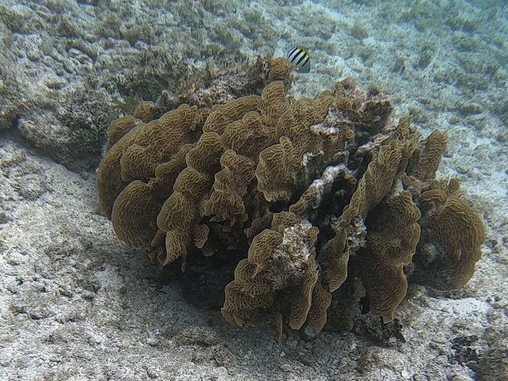 Image of Rose coral