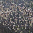 Imagem de Crassula rupestris subsp. rupestris