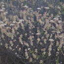 Image of Concertina Stonecrop