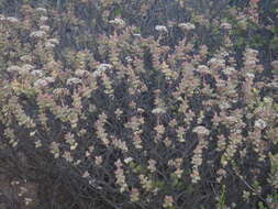 Image of Crassula rupestris subsp. rupestris