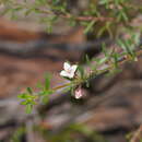 Image de Cyanothamnus nanus var. pubescens