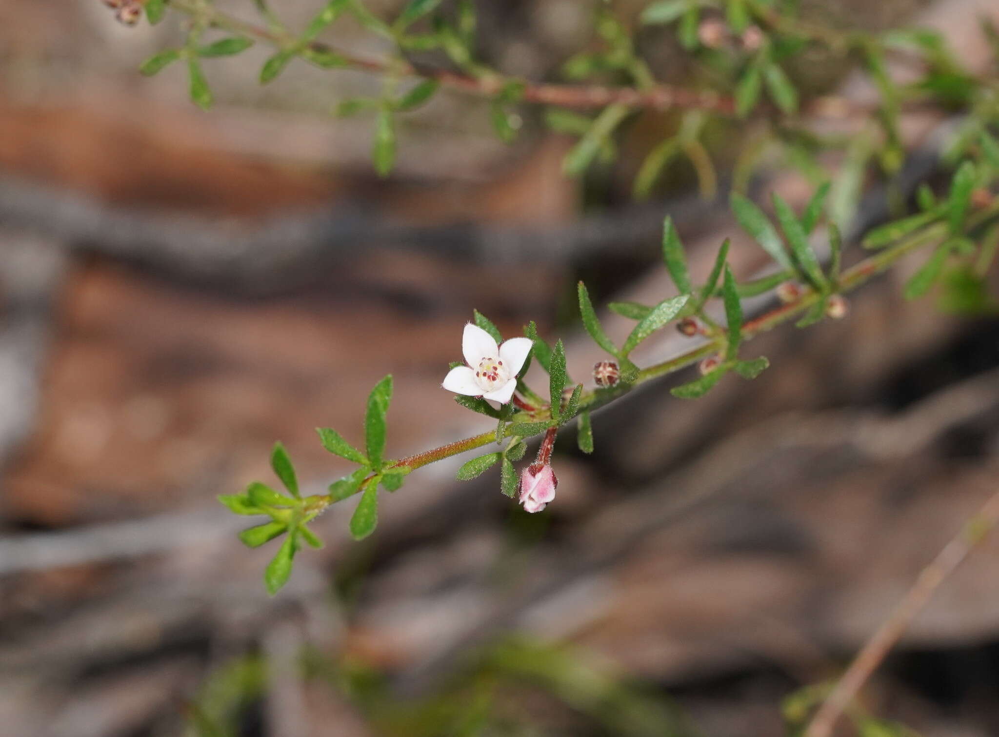 Cyanothamnus nanus var. pubescens的圖片