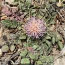 Image of Centaurea raphanina Sibth. & Sm.