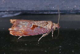 Image of Maple Leaftier Moth