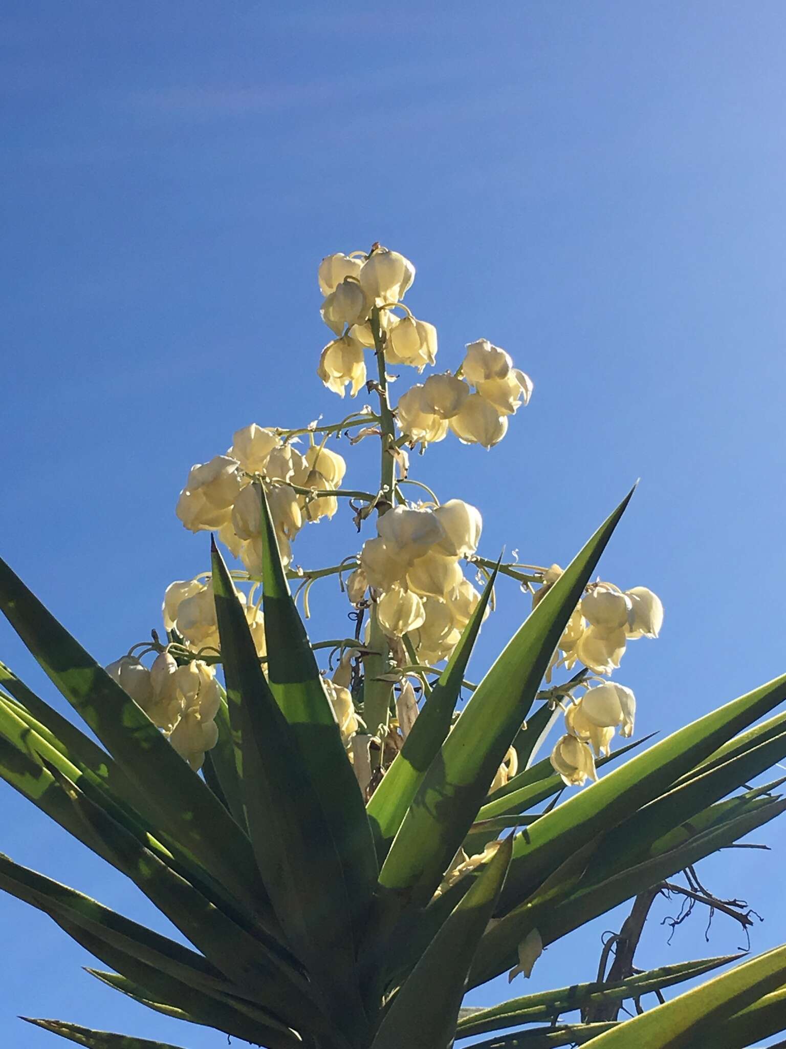 Plancia ëd Yucca gigantea Lem.