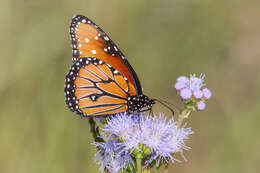 صورة Danaus (Anosia) gilippus Cramer 1775