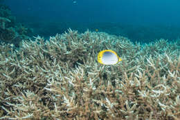 Image of Spot-tail Butterfly Fish