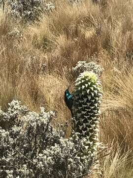 Imagem de Lobelia deckenii subsp. deckenii