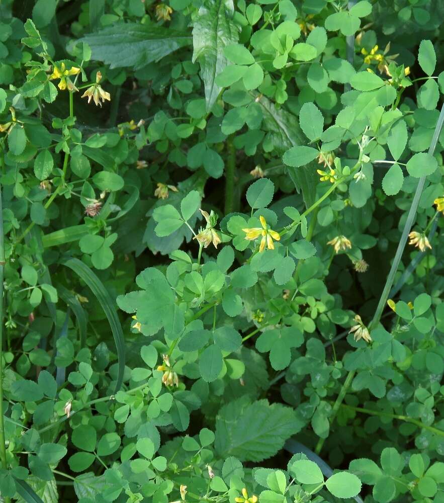 Image of Medicago carstiensis Wulfen