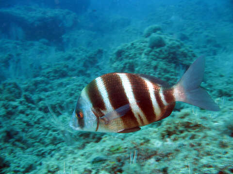 Image of Oman Porgy