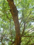 Image of Vachellia albicorticata (Burkart) Seigler & Ebinger