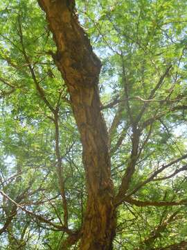 Plancia ëd Vachellia albicorticata (Burkart) Seigler & Ebinger