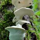 Image of Loweomyces fractipes (Berk. & M. A. Curtis) Jülich 1982