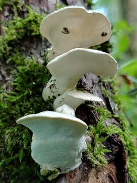 Plancia ëd Loweomyces fractipes (Berk. & M. A. Curtis) Jülich 1982