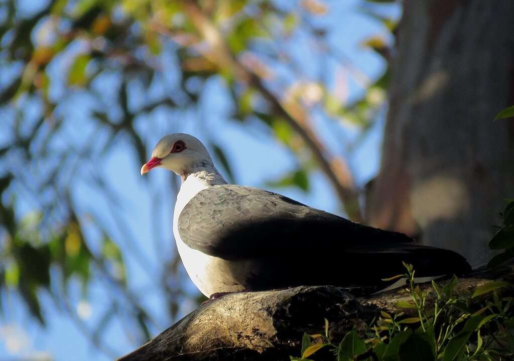 Image of White-headed Pigeon