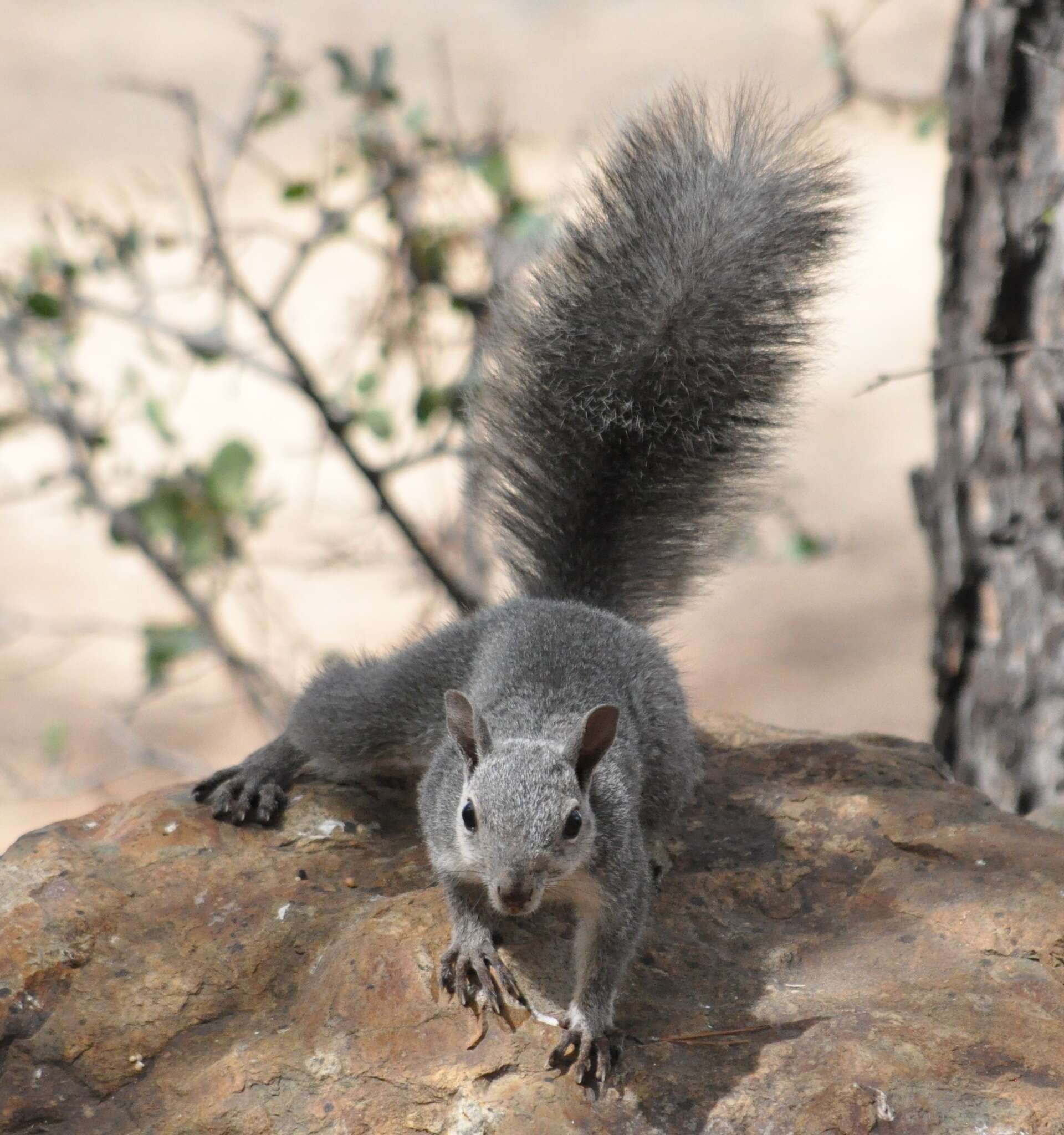 Imagem de Sciurus subgen. Hesperosciurus Nelson 1899