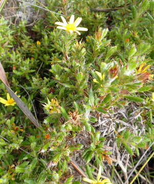 Image of Cullumia aculeata (Houtt.) Rössl.