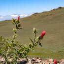 Image of <i>Cirsium <i>arizonicum</i></i> var. arizonicum