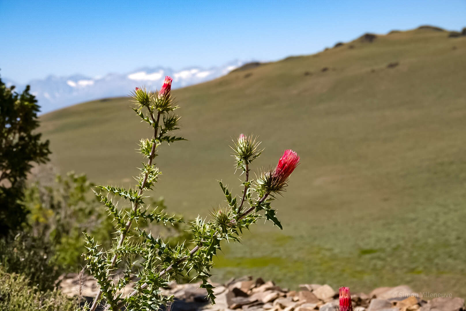 Image of <i>Cirsium <i>arizonicum</i></i> var. arizonicum