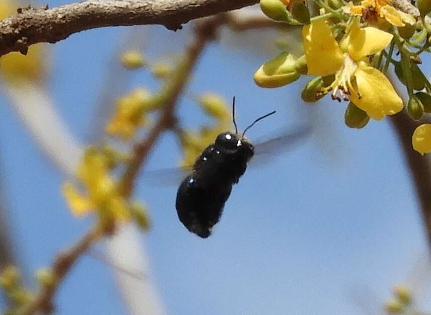 Plancia ëd Xylocopa muscaria (Fabricius 1775)