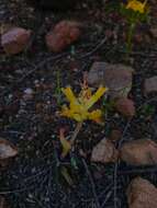 Image of Lachenalia orchioides (L.) Aiton