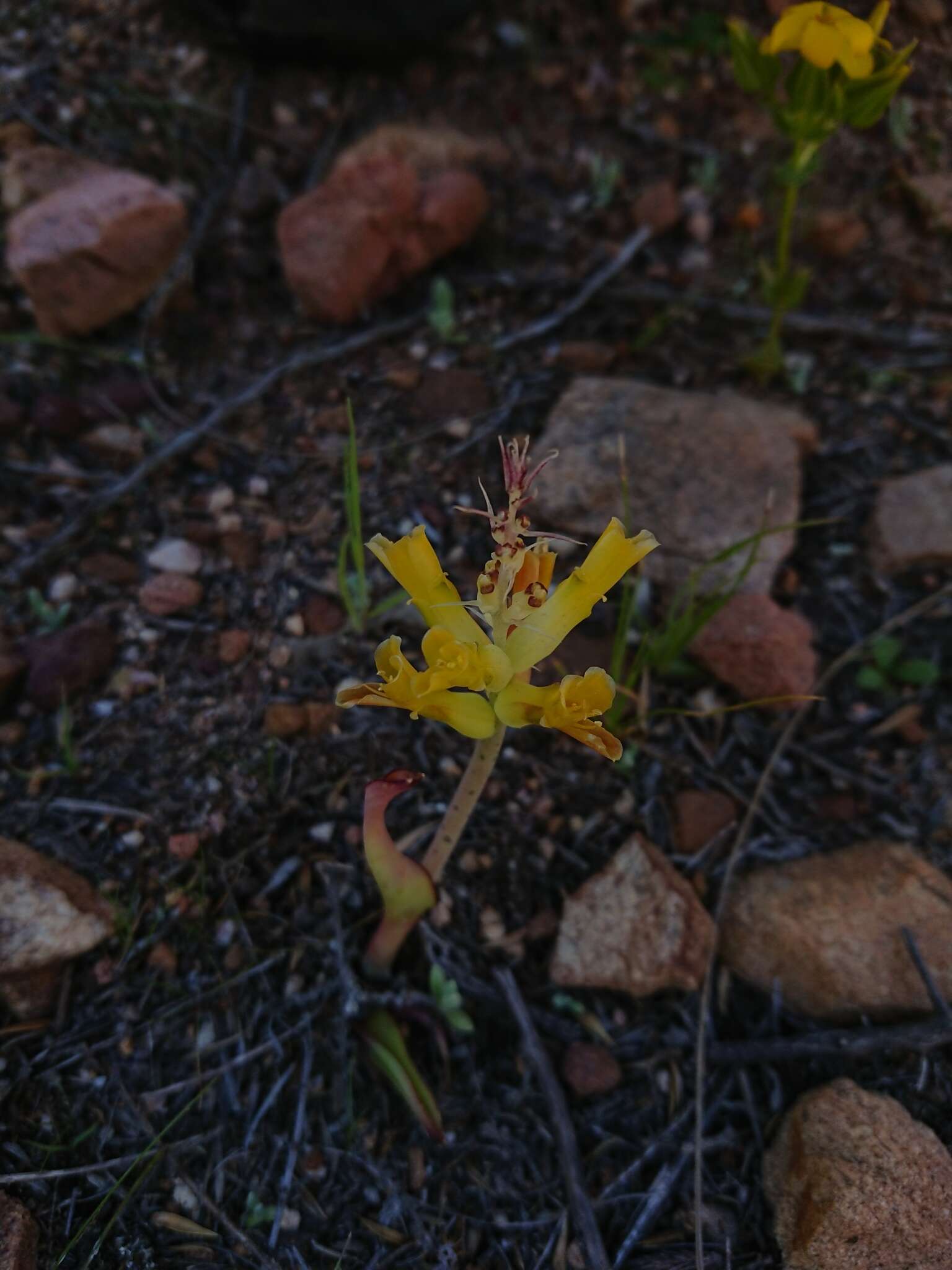 Image of Lachenalia orchioides (L.) Aiton