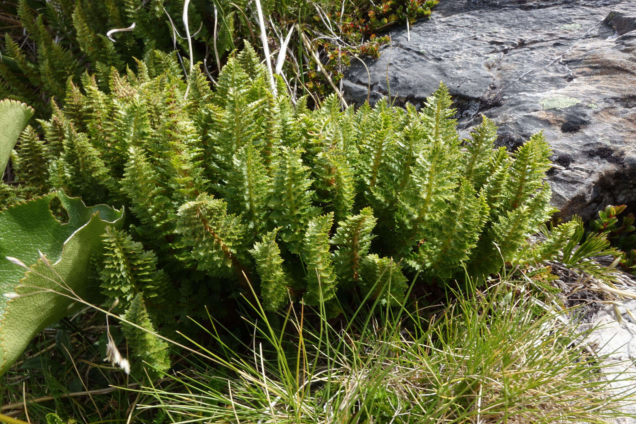 Image of Polystichum cystostegia (Hook.) Armstr.