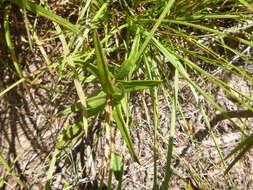 Image of summer spurge