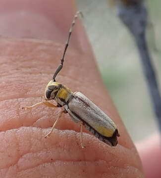 Image of Eunidia sulphurea Aurivillius 1925