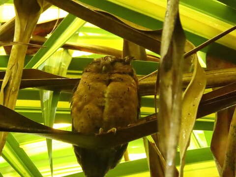 Image of Sunda Scops Owl