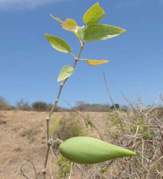 Image of Leptadenia madagascariensis Decne.