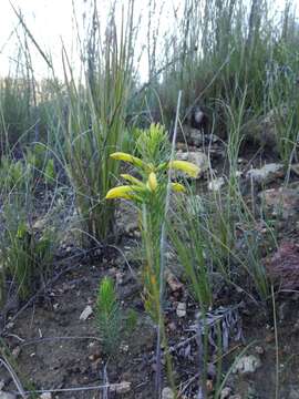 Image of Erica grandiflora subsp. perfoliosa (E. G. H. Oliv. & I. M. Oliv.) E. G. H. Oliv. & Pirie