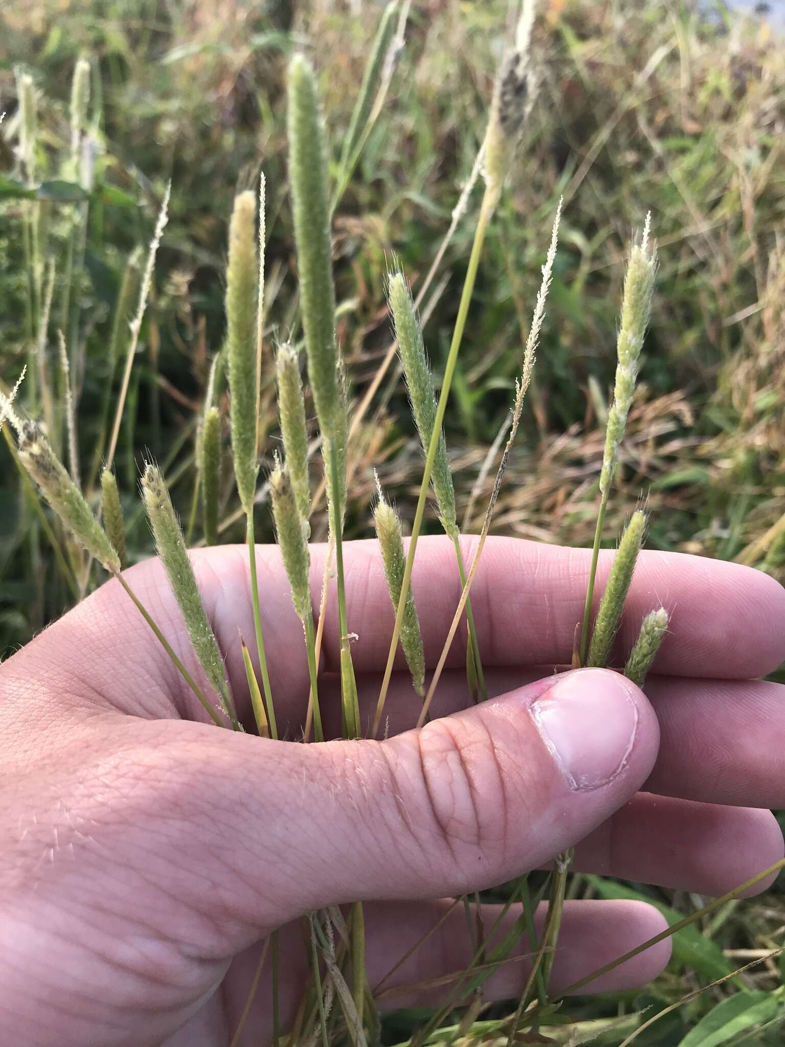 Image of Carolina foxtail