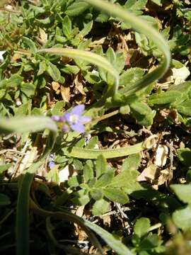 Слика од Veronica orientalis Mill.