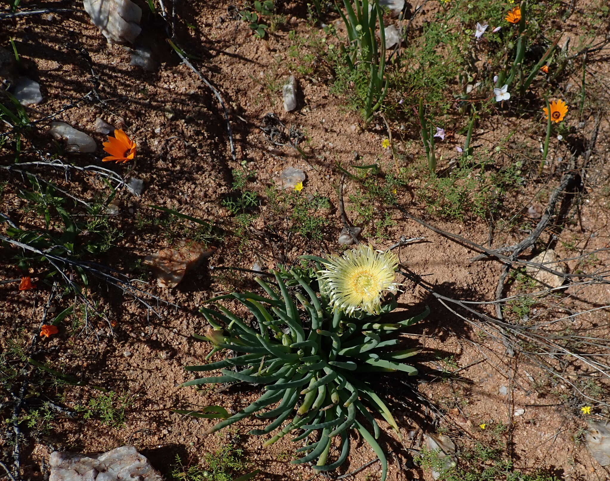 Image of Conicosia elongata (Haw.) Schwant.