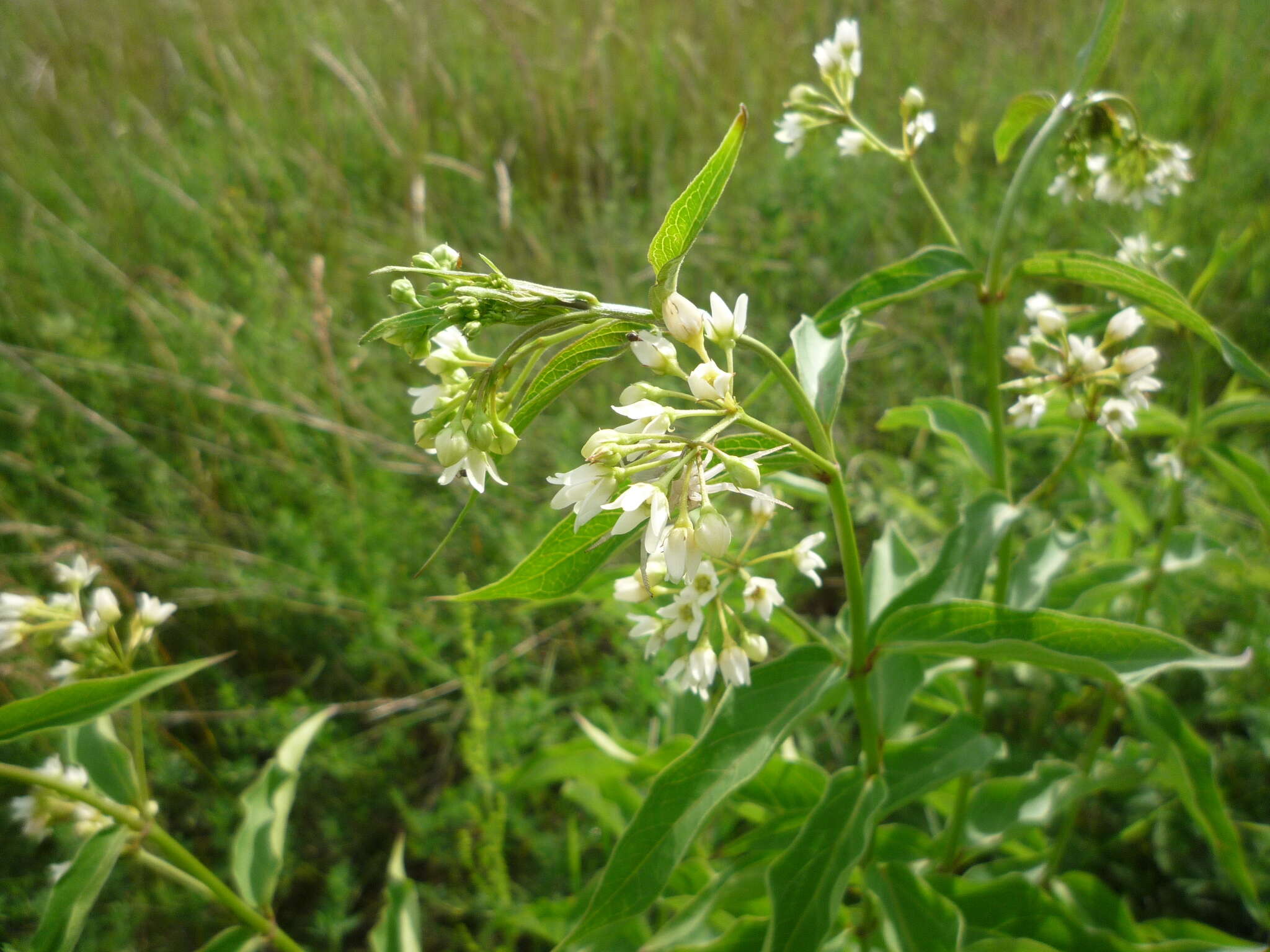 Image de Vincetoxicum hirundinaria subsp. hirundinaria