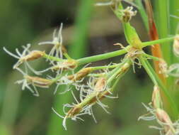 Image de Fimbristylis complanata (Retz.) Link