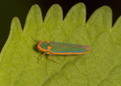 Image of Coronigoniella truncata Young 1977