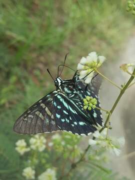 Plancia ëd Phocides urania Westwood 1852