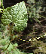 Sivun Zehneria scabra (L. fil.) Sond. kuva