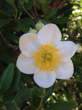 Image of tree anemone