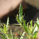 Image of Blepharis spinifex Merxm.