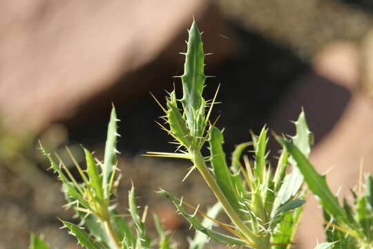 Image of Blepharis spinifex Merxm.