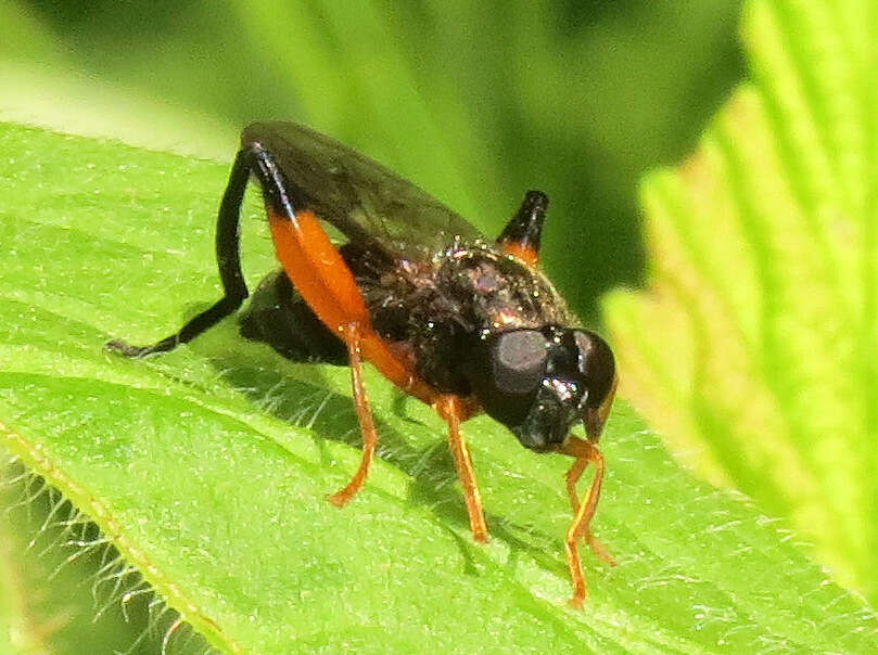 Image of Chalcosyrphus vecors (Osten Sacken 1875)