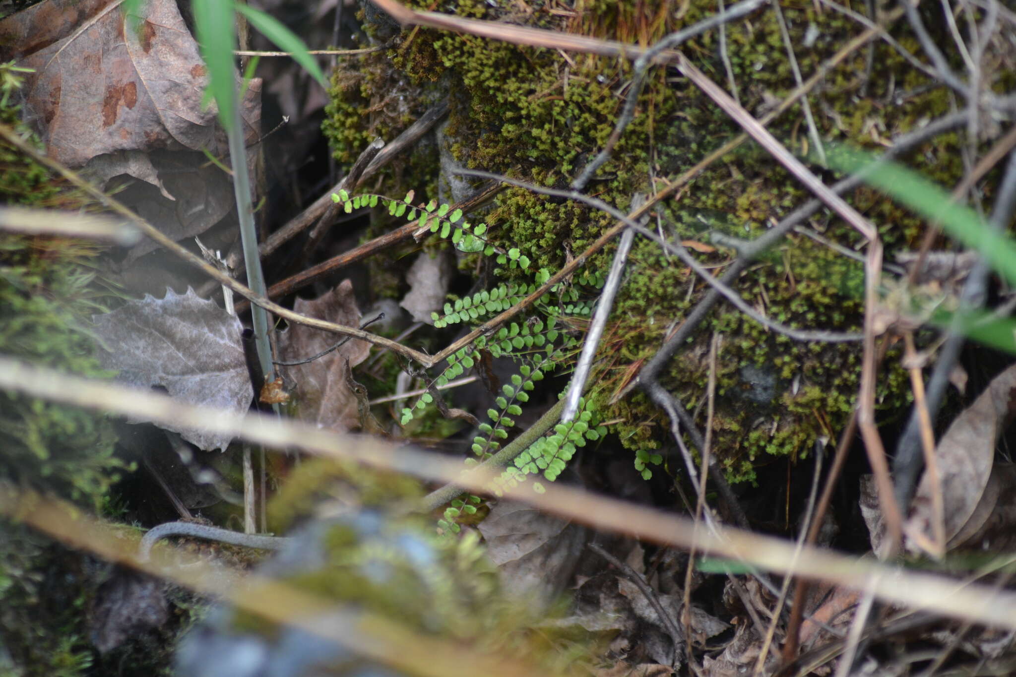 Imagem de Asplenium trichomanes subsp. quadrivalens D. E. Meyer